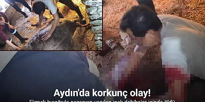 Doğum yapmakta zorlandığı için ekmek bıçağı ile ameliyat edilip sezaryen yapılan inek telef oldu