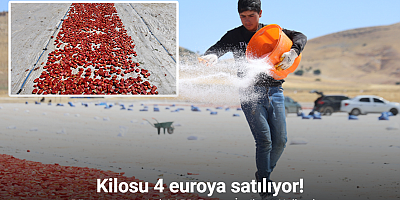 Dünya sofralarını süsleyen domateste 15 bin 300 ton rekolte bekleniyor