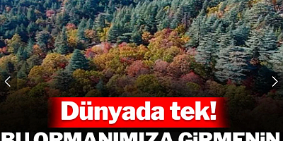 Dünyada tek olan bu ormanımıza girmenin cezası 557 bin TL
