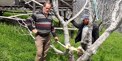 Dünyanın en kaliteli incirinin üretildiği bahçelere verilen zararı TEİAŞ görevlilerinin yaptığı ortaya çıktı