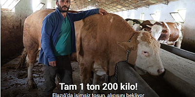 Elazığ’da 1 ton 200 kiloluk isimsiz tosun, alıcısını bekliyor