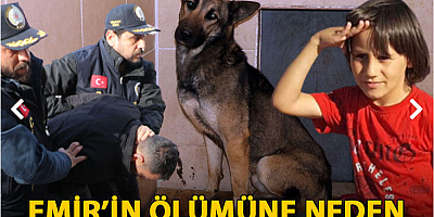 Emir’in ölümüne neden olan köpeğin sahibi, ağır cezada yargılanacak