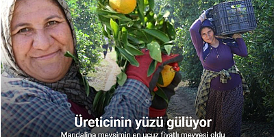 En ucuz meyve: Mandalina bahçede 8 TL’ye kadar düştü