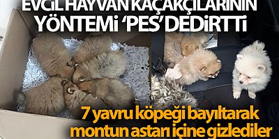 Evcil hayvan kaçakçılarının yöntemi ‘pes' dedirtti