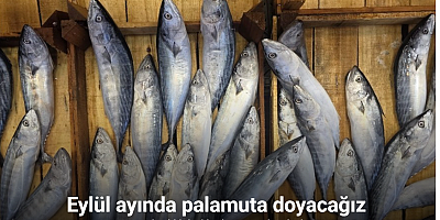 Eylül ayında palamuta doyacağız