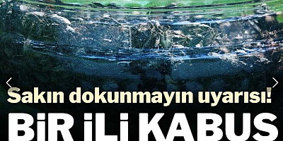 Fındıktan sonra evleri de istila etti: Kahverengi kokarca alarmı!