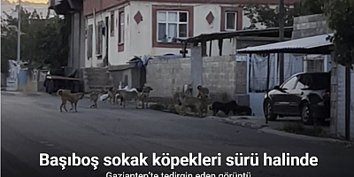 Gaziantep’te tedirgin eden görüntü: Başıboş sokak köpekleri sürü halinde