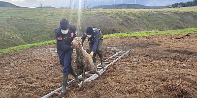 Gübre yığınına batan koyunu itfaiye kurtardı
