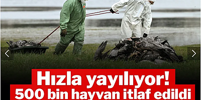 H5N1 hızla yayılıyor! 500 bin hayvan itlaf edildi: 'Pandemiye dönüşebilir'