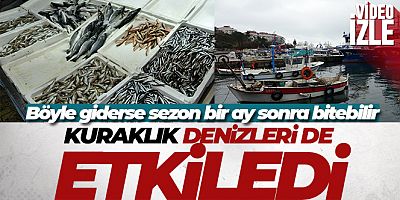 Hamsi azalışa geçti, istavrit fiyatıyla şaşırttı