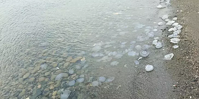Hatay'da sahilde denizanası yoğunluğu