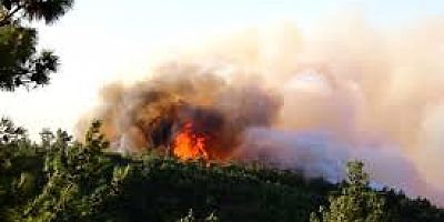 Hatay diken üstünde 