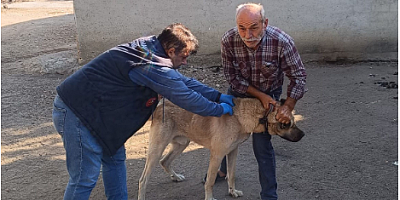 Hayrabolu’da kedi ve köpekler kimliklendiriliyor