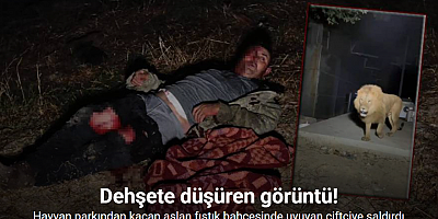 Hayvan parkından kaçan aslan fıstık bahçesinde uyuyan çiftçiye saldırdı