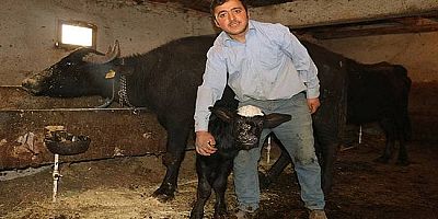 Hayvancılık yüz güldürüyor