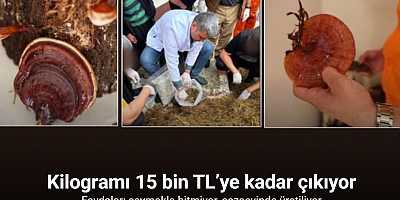 Hükümlüler, kilogramı 15 bin TL’ye kadar çıkan ’Kırmızı Reishi’ mantarı yetiştirdi
