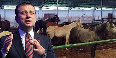 İBB'nin Adalar'dan toplatıp sahiplendirdiği atlar tartışma konusu oldu! Hatay'a gönderilen 50 at kayıp