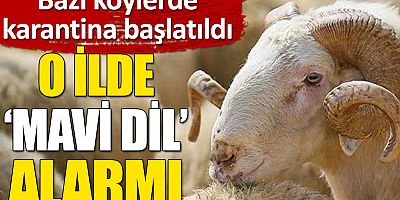 Iğdır'da mavi dil hastalığı: Bazı köylerde karantina başlatıldı