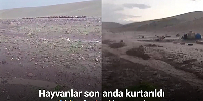 Iğdır’da sağanak ve dolu sonrası sel: Hayvanlar son anda kurtarıldı