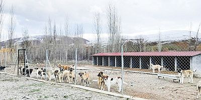 İktidar oyalıyor yasadan ses yok