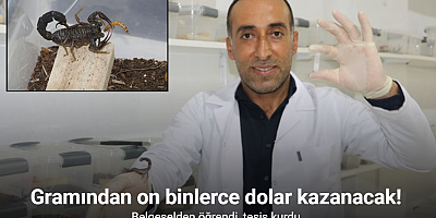İnşaatçılıktan akrep zehri üretimine geçti, gramından on binlerce dolar kazanacak