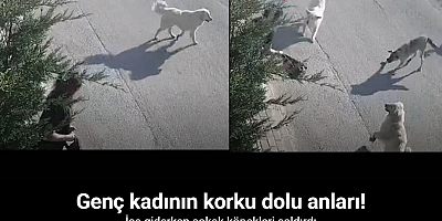 İşe giderken sokak köpekleri saldırdı, genç kadın canını zor kurtardı
