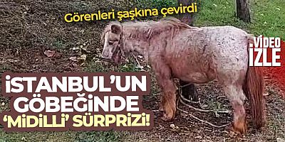 İstanbul'da ağaca bağlanmış at görenleri şaşkına çevirdi