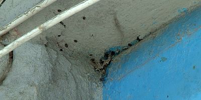 İstanbul'da bir binayı yüzlerce kene istila etti