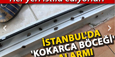 İstanbul'da 'kokarca böceği' kabusu