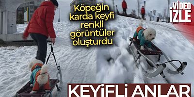 İstanbul'da köpeğin karda kayak keyfi