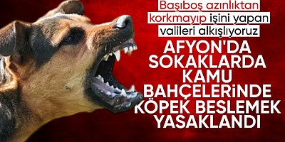 İstanbul'dan sonra sıra Afyon'da: Köpeklerin sosyal alanlarda beslenmesi yasaklandı
