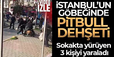 İstanbul'un göbeğinde pitbull dehşeti kamerada
