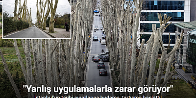 İstanbul’un tarihi çınarlarına budama, tartışma başlattı