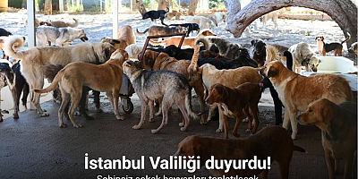 İstanbul Valiliği sahipsiz sokak hayvanlarının toplatılacağını duyurdu