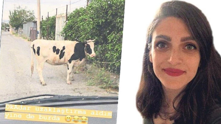İzmir'de inekli paylaşıma ceza!