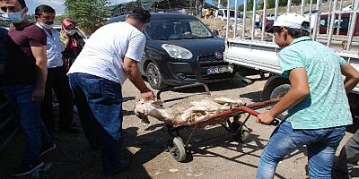İzmir'de Kurban Bayramı yoğunluğu
