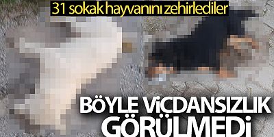 İzmir'de vicdansızlık: Zehirlenen 31 sokak hayvanı öldü