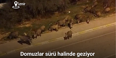 İzmir, sokaklarında domuz sürüleri ile doğal yaşam parkına döndü