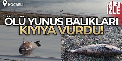 İzmit Körfezi'nde ölü yunus balığı kıyıya vurdu