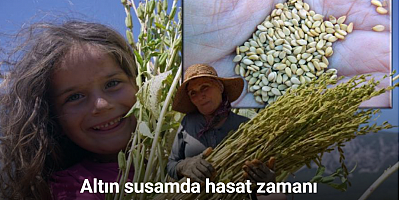 Japonlar’ın suşi susamı Gökova’dan
