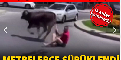 Kaçan danayı kuyruğundan tutarak durdurmaya çalışınca metrelerce sürüklendi