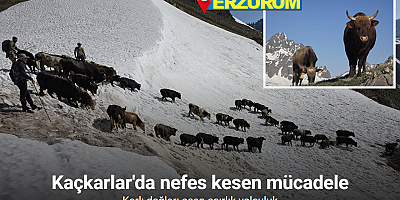 Kaçkarlar’da nefes kesen mücadele: ’Tarihi Öküz Göçü’ tamamlandı
