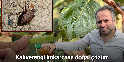 Kadife çiçeği ve soğanla kahverengi kokarcaya doğal çözüm