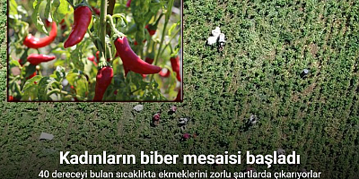 Kadınların biber mesaisi başladı