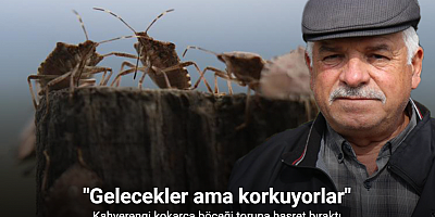 Kahverengi kokarca böceği toruna hasret bıraktı: 