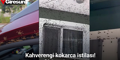 Kahverengi kokarca Giresun’da evleri ve araçları istila etti