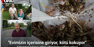 Kahverengi kokarca istilası vatandaşları tedirgin ediyor