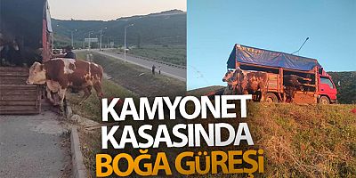 Kamyonet kasasında boğa güreşi
