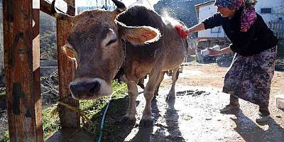 Kara kazanda ısıttıkları sularla inekleri bebek gibi yıkıyorlar