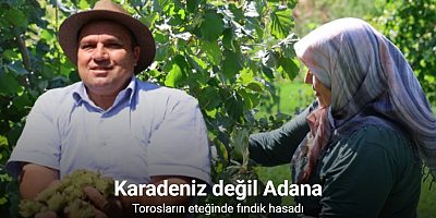 Karadeniz değil Adana: Torosların eteğinde fındık hasadı
